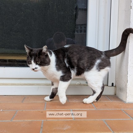 Photo de chat trouvé à Montjean Sur Loire