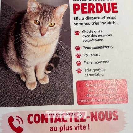 Photo 1/1 jenny Chat perdu à Thoury Ferrottes