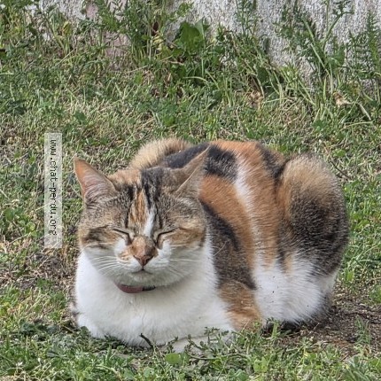 Photo 1/1 Prisca Chat perdu à Le Raincy