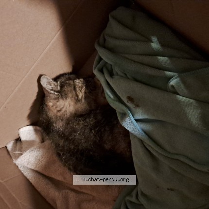 Photo de chat trouvé à 63460 Jozerand
