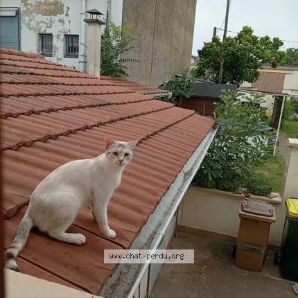 Photo 1/1 Aiyana Chat perdu à Villeurbanne