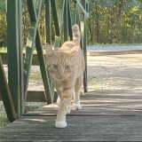capitaine