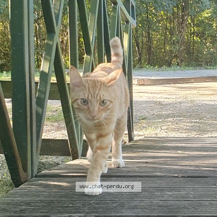 Photo 1/1 capitaine Chat perdu à Saint Comes En Verais