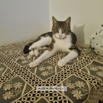 Photo 1/1 thorfine Chat perdu à Montreuil