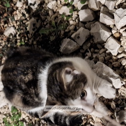 Photo de chat trouvé à Saint Rambert D Albon