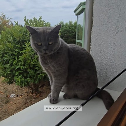 Photo 1/1 Bymo Chat perdu à Poilly Lez Gien