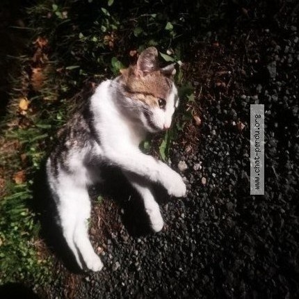 Photo 2/5 Chat trouvé Trouvé à Les Lucs Sur Boulogne