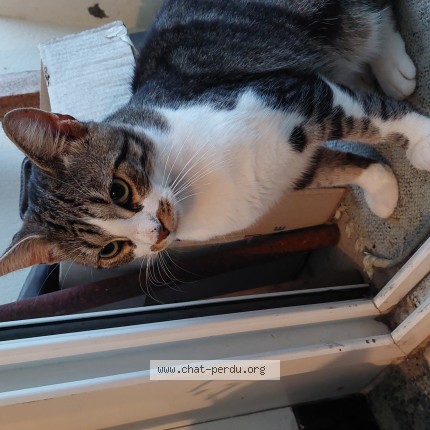 Photo 1/1 Chat trouvé Trouvé à Tourcoing