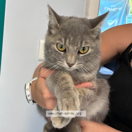Photo de chat trouvé à Montauban