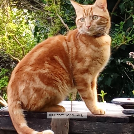 Photo 1/1 Chat retrouvé Perdu à Hauteville Les Dijon