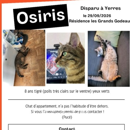 Photo 1/1 Osiris Chat perdu à Yerres