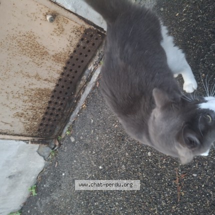 Photo 1/1 Chat trouvé Trouvé à Vienne