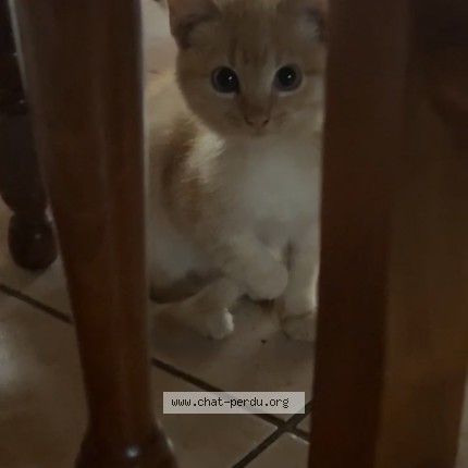 Photo de chat trouvé à St Nicolas De Redon