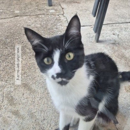 Photo 1/1 Chat trouvé Trouvé à Miramas