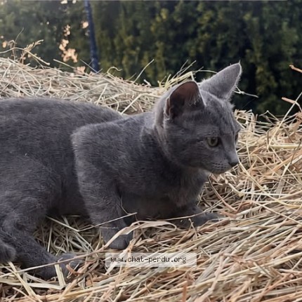 Photo 1/1 Nala Chat perdu à Saint Seurin De Prats