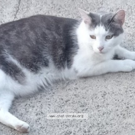 Photo 1/1 N&eacute;o Chat perdu à Capestang
