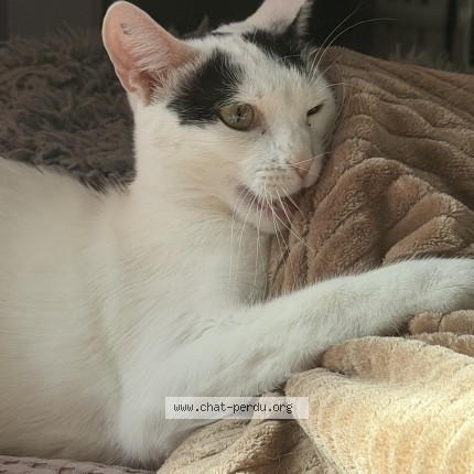 Photo de chat perdu à Montreuil