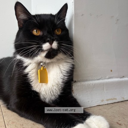 Photo 2/2 mace Chat perdu à Windsor