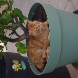 Noisette