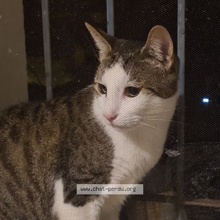 Photo de chat trouvé à Saint Pierre Du Mont