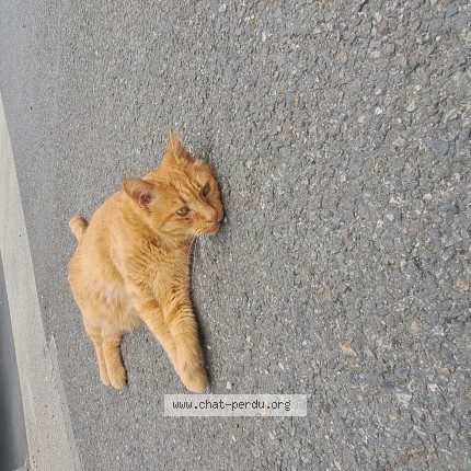 Photo de chat trouvé à Blagnac