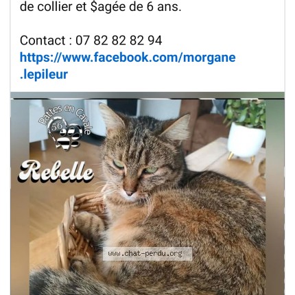 Photo 1/1 Rebelle Chat perdu à Baden