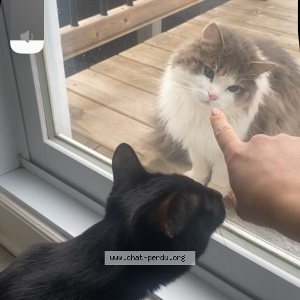 Photo de chat trouvé à Laval