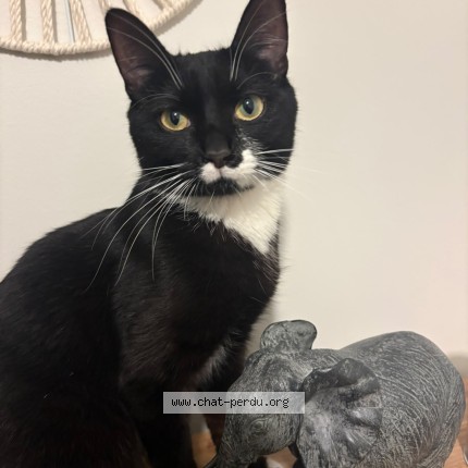 Photo de chat trouvé à Viry