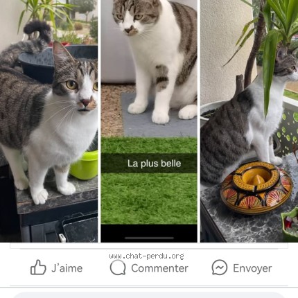 Photo 1/1 BELLA Chat perdu à Pomerols France