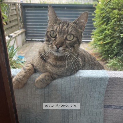 Photo 1/1 Matcha Chat perdu à Aulnay Sous Bois