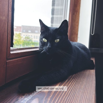 Photo 1/1 Salem Chat perdu à Vilvoorde