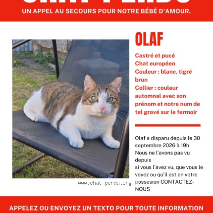 Photo 1/1 Olaf Chat perdu à Roville Aux Chenes