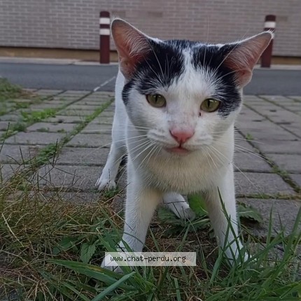 Photo de chat trouvé à Le Mans