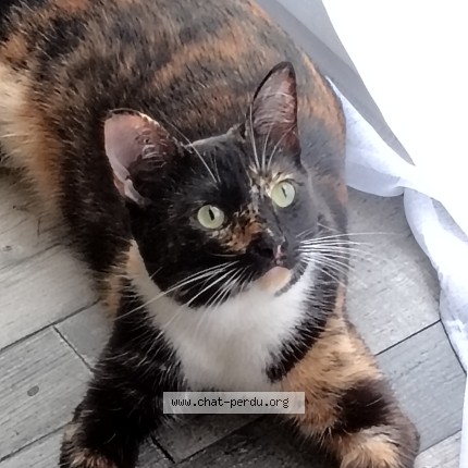 Photo de chat trouvé à Pau
