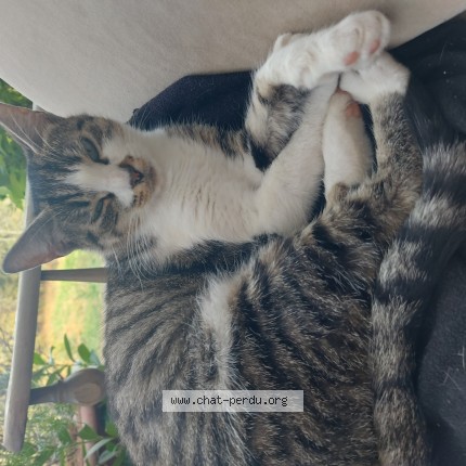 Photo 1/1 Chat trouvé Trouvé à Cieux