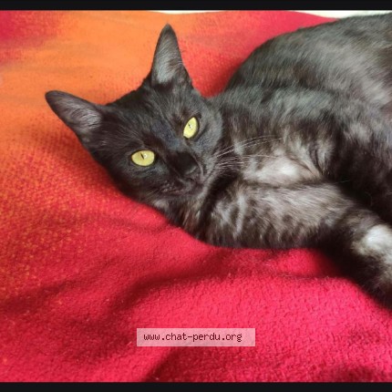 Photo 1/1 LOUNA Chat perdu à Saint Cannat