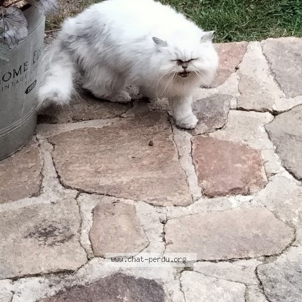 Photo 1/1 Chat trouvé Trouvé à Plesidy