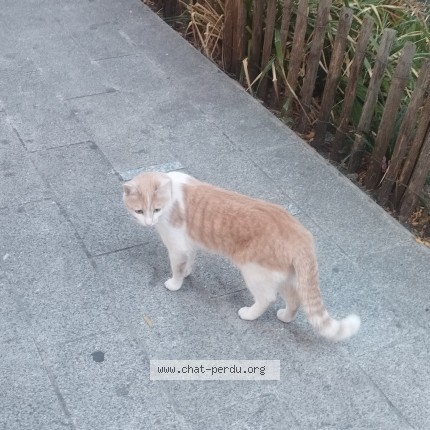 Photo 1/1 Chat trouvé Trouvé à Asnieres Sur Seine