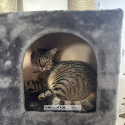Photo de chat perdu à Sainte Blandine