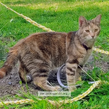 Photo 1/1 Kira Chat perdu à Montreal