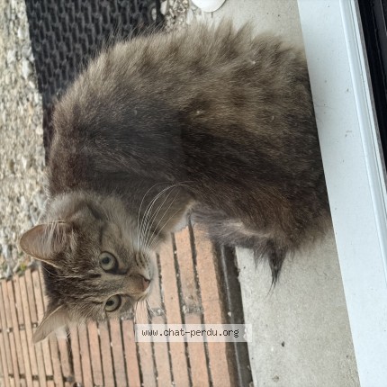 Photo 1/1 Chat trouvé Trouvé à Clam