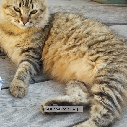 Photo 1/1 Frida Chat perdu à Nimes