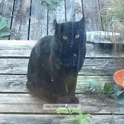 Photo 1/1 Chat trouvé Trouvé à Repentigny