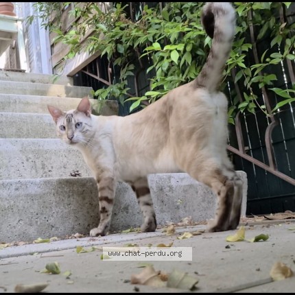 Photo 2/4 Achille Chat perdu à Aix En Provence