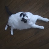 Choupow