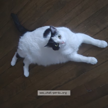 Photo 1/1 Choupow Chat perdu à Quebec