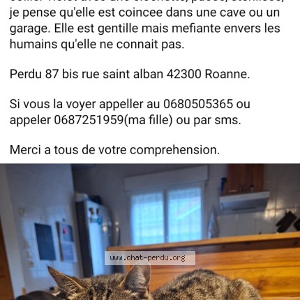 Photo 1/1 ninette Chat perdu à Roanne