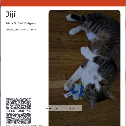 Photo 1/1 jiji Chat perdu à Calgary