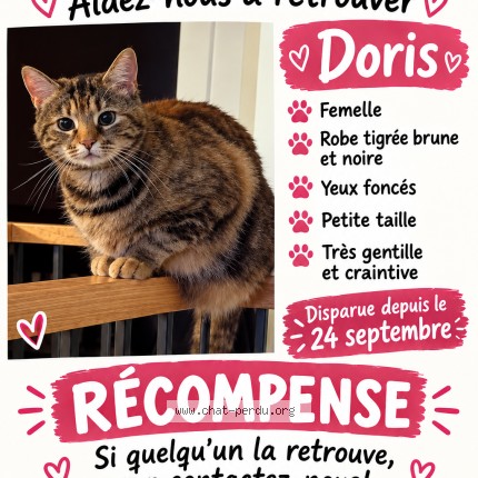 Photo 1/1 doris Chat perdu à Saint Calixte