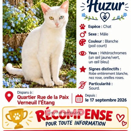 Photo 1/1 Huzur Chat perdu à Verneuil L Etang